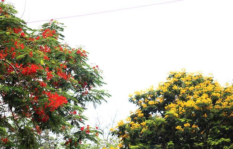 কৃষ্ণচূড়া আর কনকচূড়া টিএসসিসির সামনে। ছবি: ফেরদাউসুর রহমান সোহাগ