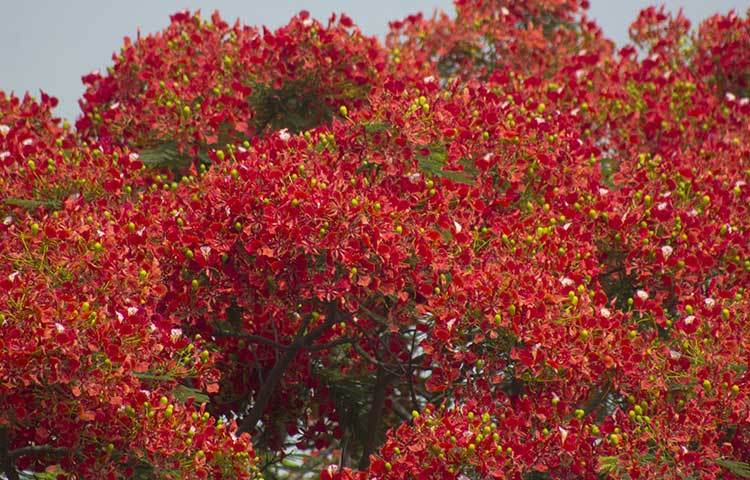 ফুটন্ত কৃষ্ণচূড়া সবার মনে এনে দেয় প্রশান্তির ছায়া। ছবি: ফেরদাউসুর রহমান সোহাগ