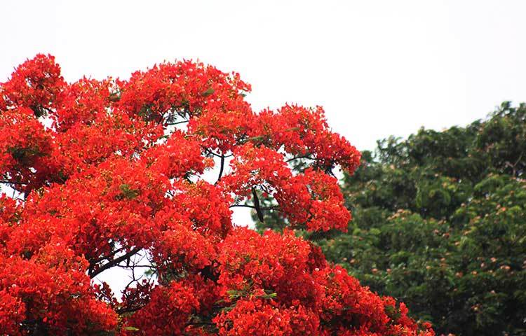 কৃষ্ণচূড়ার আর রেইনট্রি গাছের ছায়া সুনিবিড় চিত্র। ছবি: ফেরদাউসুর রহমান সোহাগ