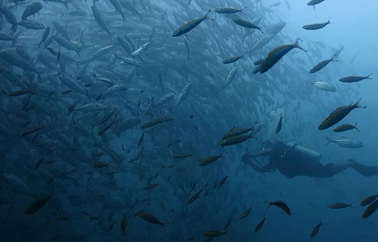 শরীফ সারওয়ার বলেন, ‘সাগরের নিচে অনেক প্রাণীর কথাই আমরা জানি না। তাদের কোনোটা বিষাক্ত, কোনোটা ক্ষতিকর। জলের তলে তাদের সৌন্দর্য সারাক্ষণ মোহিত করে। তাই সবসময়ই বিপদ সঙ্গে নিয়ে চলতে হয়।’