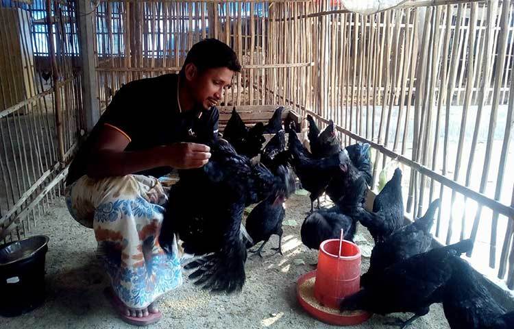 জানা যায়, এ জাতের মুরগির আদি নিবাস ইন্দোনেশিয়ার জাভা দ্বীপ। সেখানে এটাকে বলা হয় ‘আয়্যাম কেমানি’।