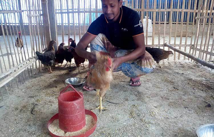 নারী উদ্যোক্তা শিরিনা জানান, এ জাতের মুরগির ডিম থেকে ২১ দিনে বাচ্চা জন্ম নেয়। তিনি নরসিংদী থেকে ৮শ’ টাকা করে ২২টি মুরগির বাচ্চা কিনে আনেন। নিজস্ব ইনকিউবেটরের মাধ্যমে বাচ্চা উৎপাদন করেন তিনি। এ ২২টি মুরগির ডিম থেকে এখন শিরিনার খামারে রয়েছে ২৫০টি বাচ্চা। প্রতি সপ্তাহে ৮০-১শ’টি নতুন বাচ্চা যোগ হচ্ছে।