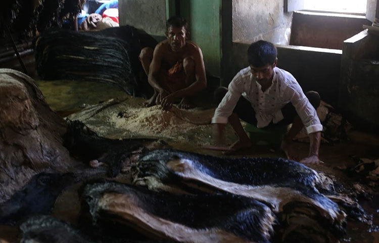 চামড়ায় লবণ দেয়া হচ্ছে। ছবি: মাহবুব আলম