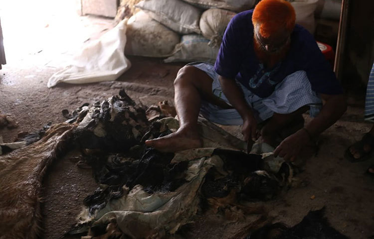 চামড়া থেকে অবাঞ্ছিত অংশ কেটে ফেলো হচ্ছে। ছবি: মাহবুব আলম