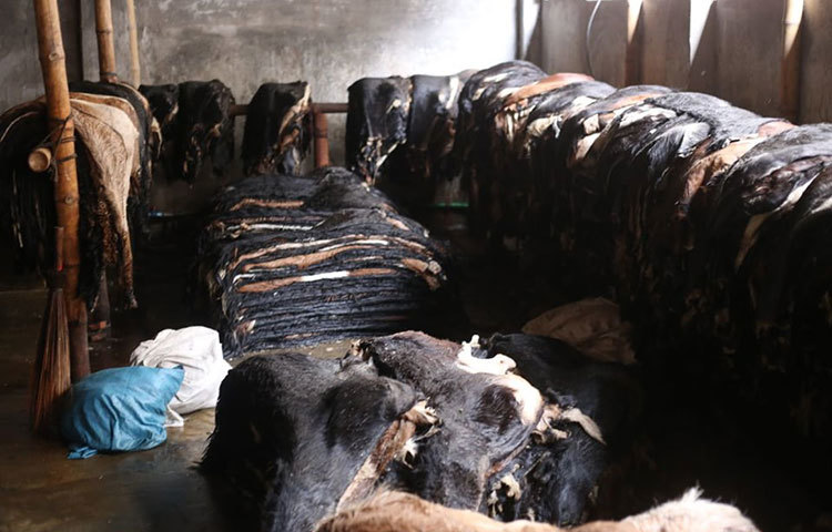 আড়তদাররা বলছেন, তাদের সংরক্ষিত কাঁচা চামড়া এখন পর্যন্ত কিনছেন না ট্যানারি মালিকরা। ছবি: মাহবুব আলম