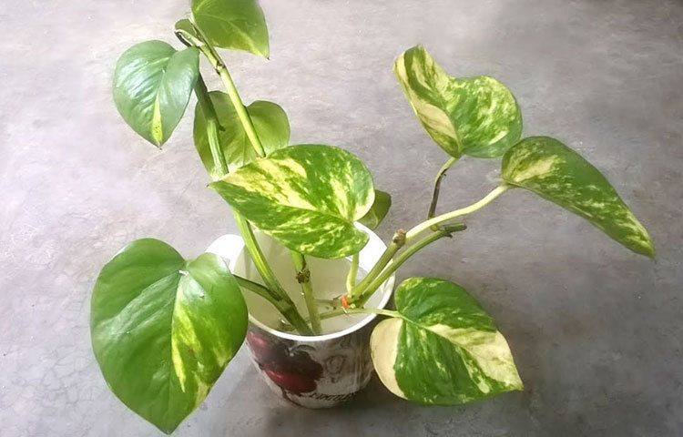 এই গাছ খুব সহজে বেড়ে ওঠে আর সামান্য যত্নেই ছড়িয়ে পড়ে। তবে এই গাছ দ্রুত বাড়াতে চাইলে গাছের শাখার গোড়া বা ঠিক যে জায়গা থেকে পাতা জন্মায়, সেখান (নোড এরিয়া) থেকেই পাতা কেটে নিন। এই অংশ থেকে পাতা কেটে নিলে সেখান থেকে নতুন চারা জন্মাতে সাহায্য করে।