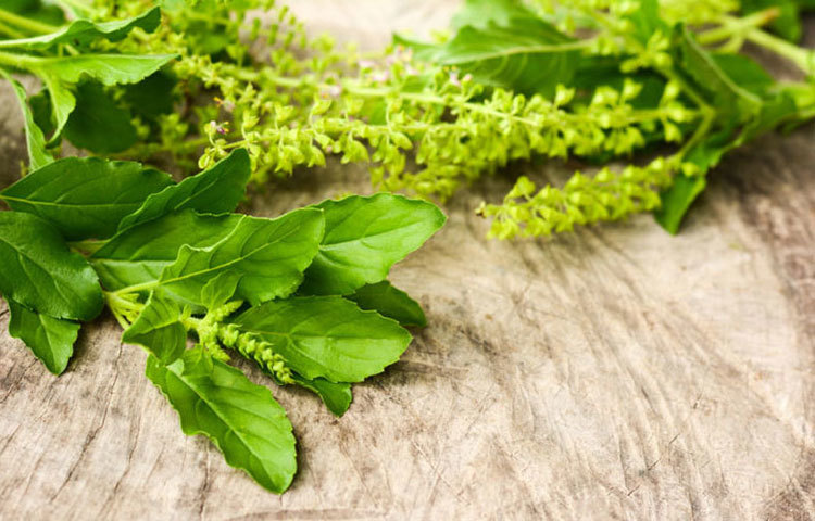 সর্দি-কাশি প্রায় প্রত্যেকটি মৌসুমের খুব সাধারণ একটি সমস্যা যা সবাইকে কষ্ট দেয়। এই সমস্যার হাত থেকে মুক্তি পেতে গেলে তুলসি পাতা ৫ মিনিট ধরে চিবিয়ে রসটি গিলে নিন। তাহলে এই সমস্যার হাত থেকে সহজেই সমাধান পেয়ে যাবেন।