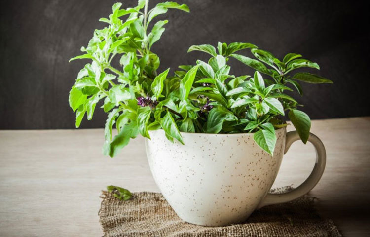 ত্বকে ব্রণর সমস্যা সমাধানের একটি সহজলভ্য ও অন্যতম উপাদান হল তুলসি পাতা। এ ছাড়াও নানা রকম অ্যালার্জির সমস্যায় তুলসি পাতা অত্যন্ত কার্যকর। তুলসি পাতার পেস্ট তৈরি করে তা ত্বকে লাগালে এই সমস্যাগুলো অনেকটাই কমে যায়।