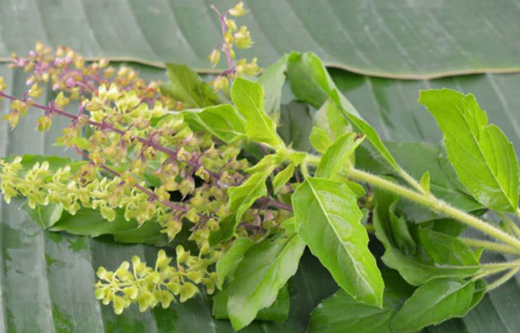 তুলসি পাতা কিডনির বেশ কিছু সমস্যার সমাধান করে দিতে পারে। তুলসি পাতার রস প্রতিদিন এক গ্লাস করে খেতে পারলে, কিডনিতে স্টোন হওয়ার সম্ভাবনা অনেকটাই কমে যায়। যদি কিডনিতে পাথর জমে যায়, সে ক্ষেত্রে তুলসি পাতার রস টানা ৬ মাস খেতে পারলে সেই স্টোন মূত্রের সঙ্গে বেরিয়ে যায়।