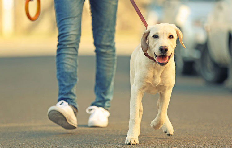 অনেকেই পোষ্য নিয়ে বেড়াতে যান। সেই অভ্যাসে রাশ টানবেন না, এতে পোষ্য কষ্ট পায়। বরং তাকে নিয়ে হাঁটার সময়টা আলাদা করে বরাদ্দ করুন। ওজন কমানোর জন্য হাঁটার সময় একা হাঁটুন। দ্রæত হাঁটার সঙ্গে তাল মেলাতে পোষ্যের অসুবিধা হবে ও সে তার বেড়ানো উপভোগ করবে না। আপনিও তাকে সঙ্গে নিয়ে সেকেন্ডে দুটো স্টেপের হিসেব বজায় রাখতে পারবেন না।