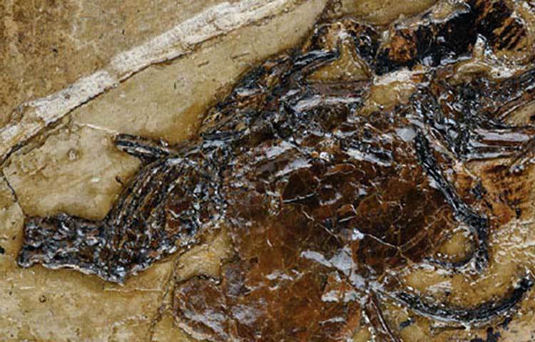 পাখির দেহের পেটের একটা অংশ নিয়ে পরীক্ষা করতে গিয়ে দেখা যায় সেটি ডিম। সুস্থ পাখির ক্ষেত্রে ডিমের একটা আবরণ থাকলেও এটির ছিল দুটি আবরণ। দীর্ঘদিন পেটে ছিল ডিমটি, তারই প্রমাণ এটি। তবে অত্যন্ত পাতলা আবরণ, ফলে বোঝা যায় পাখিটি সুস্থ ছিল না।