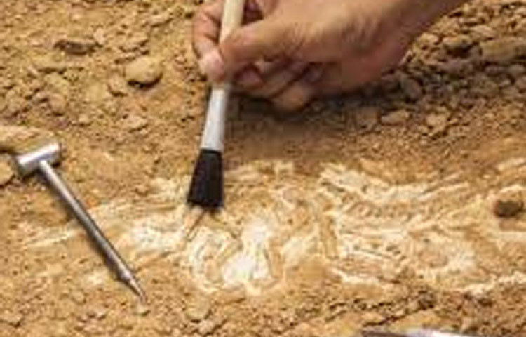 ডিমটি পাড়া যায়নি, তাই মারা যায় মা পাখি, আবরণসহ ডিমটি জীবাশ্মে পরিণত হয় সময়ের সঙ্গে। প্রোটিনের অংশ কিংবা ডিমের আবরণ জীবাশ্মে পাওয়া প্রায় অসম্ভব। তাই এটি বিরল আবিষ্কার, বলছেন চীনের গবেষকরা।