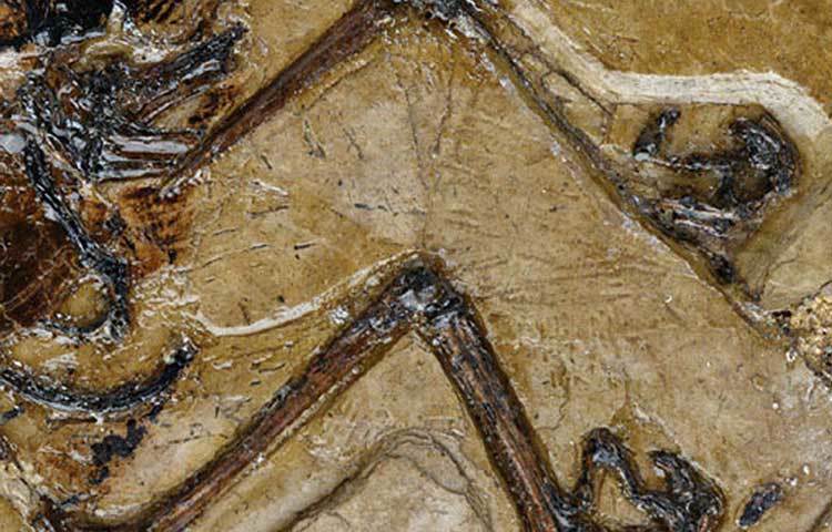 কোনো গবেষকের মত এটি মেডুলারি বোন। শুধু পাখির জীবাশ্ম নয়, ডাইনোসর ও টেরোসরের জীবাশ্মেও মিলেছে এগুলো।