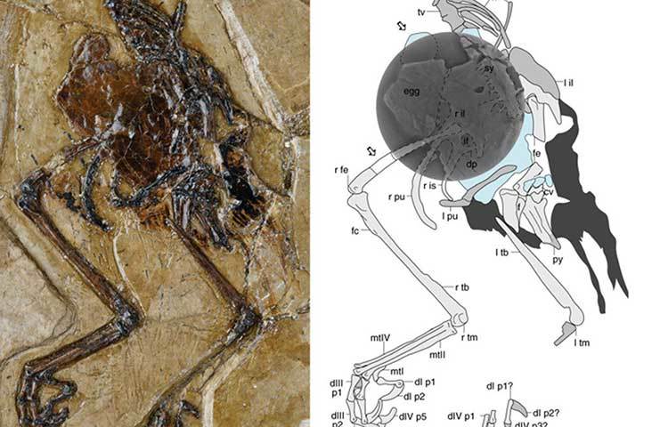 আভিমায়ার পায়ের হাড়ের অংশ বিশ্লেষণ করে মেডুলারি বোনের অস্তিত্ব প্রমাণ করেছেন বিজ্ঞানীরা। এটি একমাত্র মেসোজোয়িক যুগের জীবাশ্ম, যেখানে জনন প্রক্রিয়ার প্রমাণ মিলেছে। অর্থাৎ ডিম।