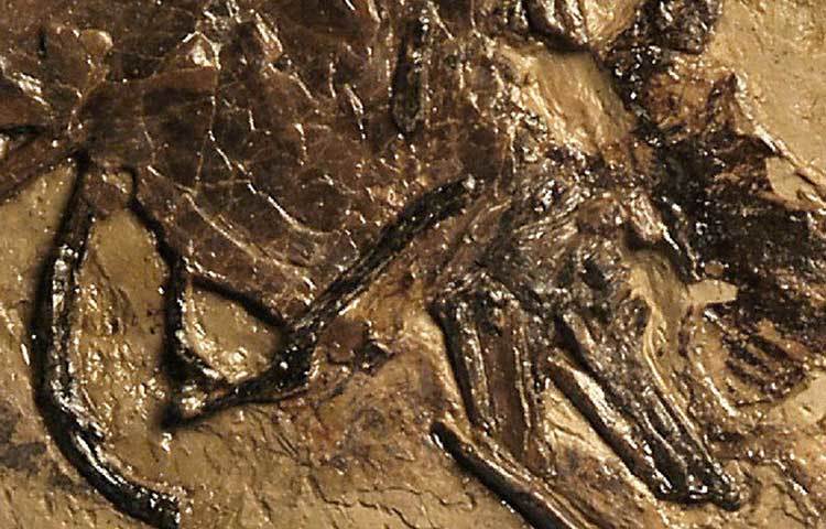 ডিম আবিষ্কারের কারণেই স্পষ্ট এটি মা পাখির জীবাশ্ম। এর ফলে প্রাচীন আমলের পাখির জনন প্রক্রিয়া সম্পর্কে স্পষ্ট ধারণা তৈরি হবে বলে মনে করছেন গবেষকরা। ‘বিশ্বের মধ্যে প্রথম’ ডিমসহ পাখির জীবাশ্মের খোঁজ মিলল, বলছেন গবেষকরা।