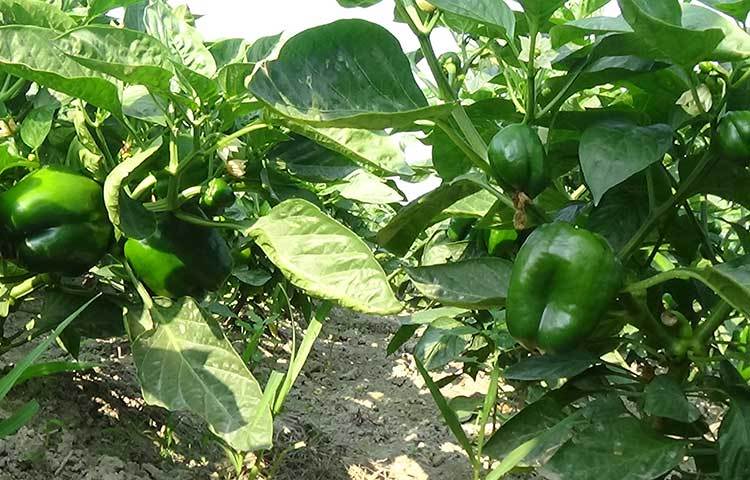 গত কয়েক বছর ধরে ক্যাপসিক্যাম চাষ করে অধিক লাভবান হচ্ছেন কৃষকরা। অল্প সময়ে অধিক লাভ হওয়ায় বিদেশি এই সবজি চাষের প্রতি দিন চরের চাষীদের আগ্রহ বেড়েই চলছে। ছবি: জুয়েল সাহা বিকাশ