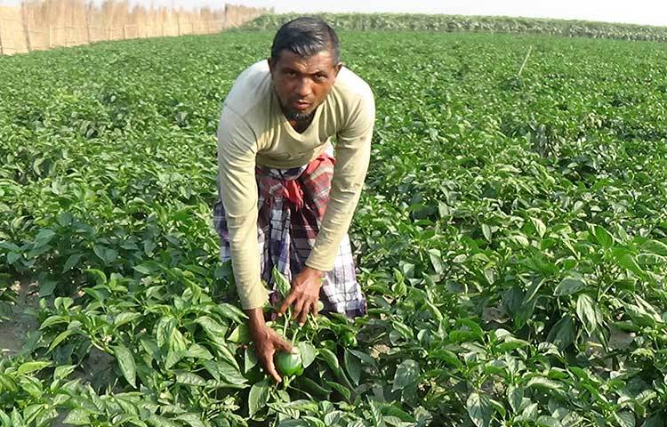 তবে সরকারিভাবে বিশেষ কোন উদ্যোগ না থাকায় ভোলার চরাঞ্চলোগুলোতে ক্যাপসিক্যাম চাষের বিপ্লব ঘটনাতে পারছেন না চাষিরা। ছবি: জুয়েল সাহা বিকাশ