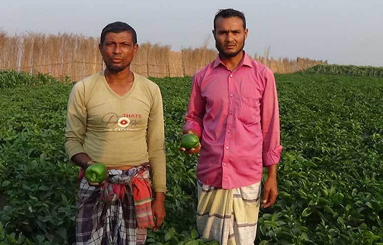 নিজেদের খেতের ক্যাপসিকাম হাতে নিয়ে দেখাচ্ছেন দুই কৃষক। ছবি: জুয়েল সাহা বিকাশ