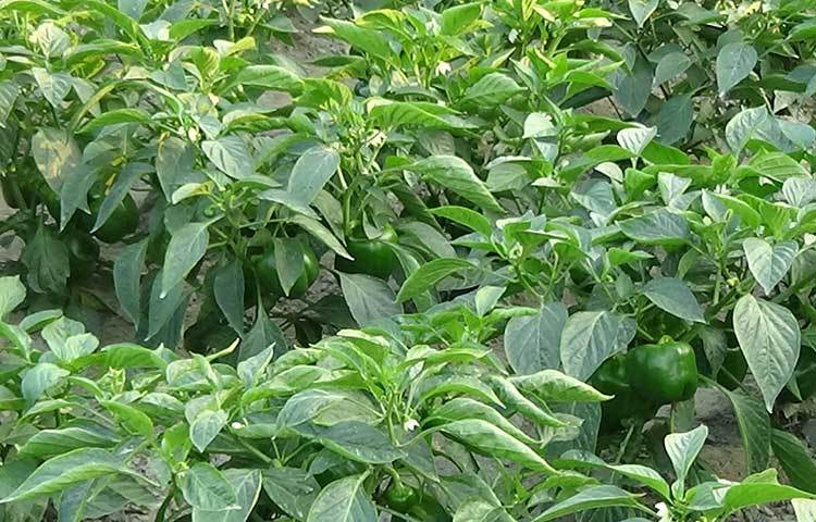 ভোলার মেঘনা ও তেঁতুলিয়া নদীর মাঝে জেগে ওঠা চরাঞ্চলগুলো ধান, সয়াবিনের পাশাপাশি লাউ, শসা, কড়লা চিচিংগাসহ বিভিন্ন সবজি চাষ করে লাভবান হচ্ছিল চাষিরা। ছবি: জুয়েল সাহা বিকাশ