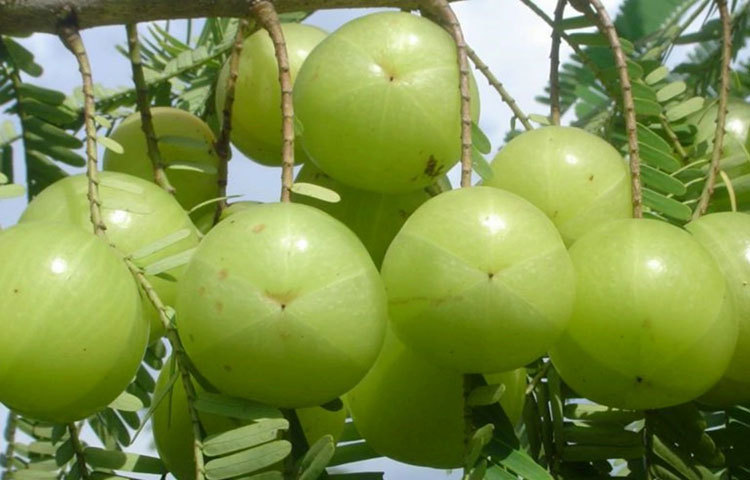 আমলকি: ভিটামিন সি সমৃদ্ধ এই ফলটি রোগ এবং সংক্রমণের বিরুদ্ধে আপনার দেহের প্রতিরক্ষা ব্যবস্থাকে শক্তিশালী করে গড়ে তোলে। এটি বুড়িয়ে যাওয়া প্রতিরোধ এবং আয়ু বাড়াতে বেশ কার্যকর একটি অ্যান্টি অক্সিডেন্ট।