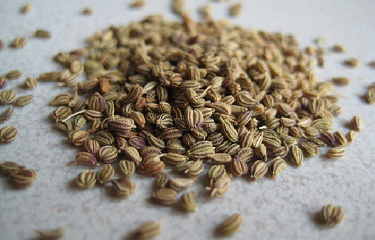 আজওয়াইন: আজওয়াইন বীজ হৃদপিন্ডের স্বাস্থ্যের জন্য খুবই উপকারী। এতে রয়েছে নায়াসিন এবং থাইমল যা হৃদপিন্ডের স্বাস্থ্য ভালো রাখে। এ ছাড়া এটি একটি শক্তিশালী ও পার্শ্বপ্রতিক্রিয়াহীন প্রাকৃতিক অ্যান্টিবায়োটিক হিসেবে কাজ করে।