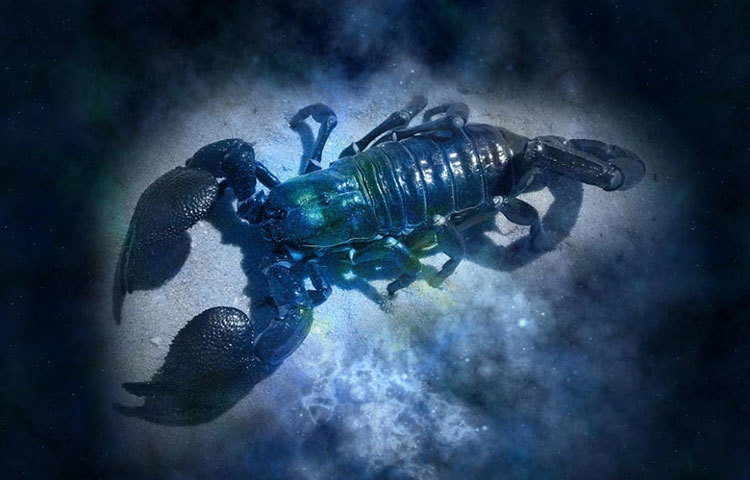 বৃশ্চিক: নিজের বাড়ি বা কর্মক্ষেত্র সাজিয়ে তুলবেন আজ। অ্যাডমিন, ম্যানেজমেন্ট, কম্পিউটার সায়েন্স ও মেডিসিন সংক্রান্ত কাজে লাভবান হতে পারেন।