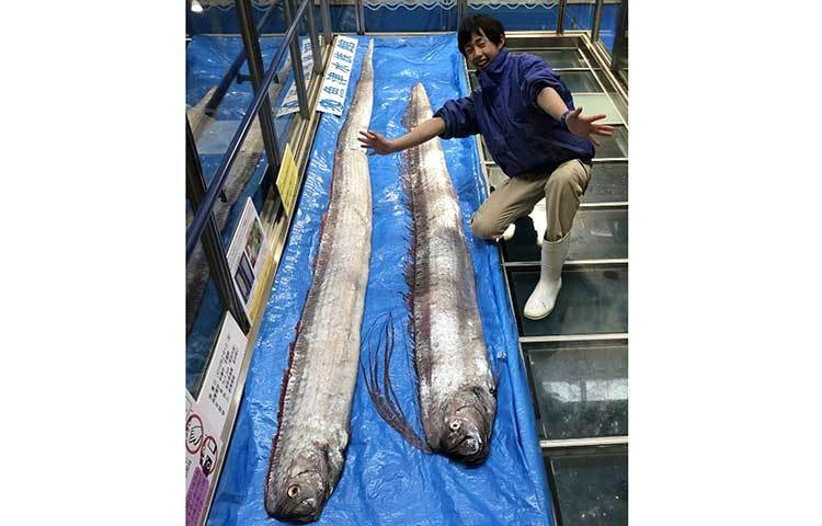 জাপানের মার্কেটে ওরফিশ।