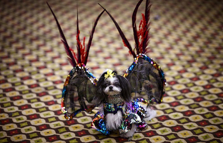 নিউইয়র্ক পেট ফ্যাশন শো-তে।