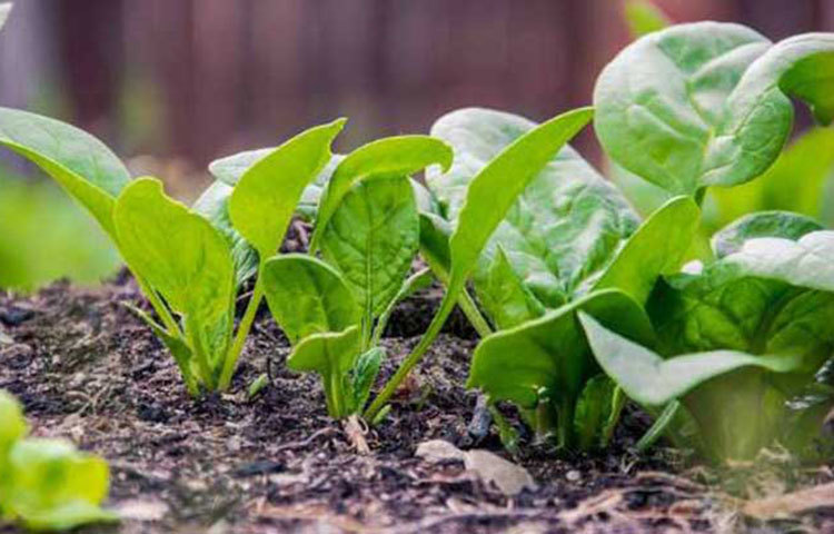 পালং শাক: পালং শাকে প্রচুর পরিমাণে লুটেইন আছে যা শরীরের বুড়িয়ে যাওয়া রোধ করে এবং যৌবন ধরে রাখতে সহায়তা করে। নিয়মিত পালং শাক খেলে ত্বক চোখের বয়সজনিত সমস্যা কমে যায়।