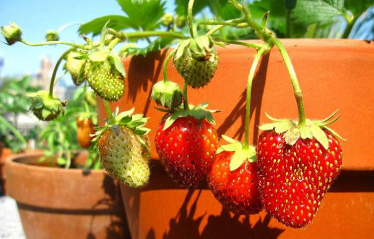 স্ট্রবেরি অনেকখানিই আমাদের অ্যালার্জি থেকে বাঁচাতে পারে। পাশাপাশি এটি অ্যান্টি অক্সিডেন্টের একটি প্রধান উৎস।