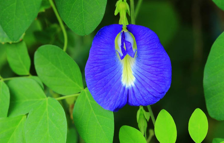 ব্লু টি তৈরি করা হয় অপরাজিতা গাছের পাতা থেকে। এবং নীল রঙের জন্য ব্যবহার করা হয় এই ফুল।