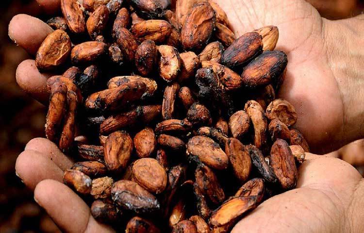 দ্বিতীয়ত, কোকোয়ার মধ্যে থিওব্রমিন নামের বিশেষ ধরনের অ্যালকালয়েড থাকে, যা কাশির মাধ্যমে বারবার কাফ ফেলার শারীরিক প্রয়োজন কমিয়ে দেয়।