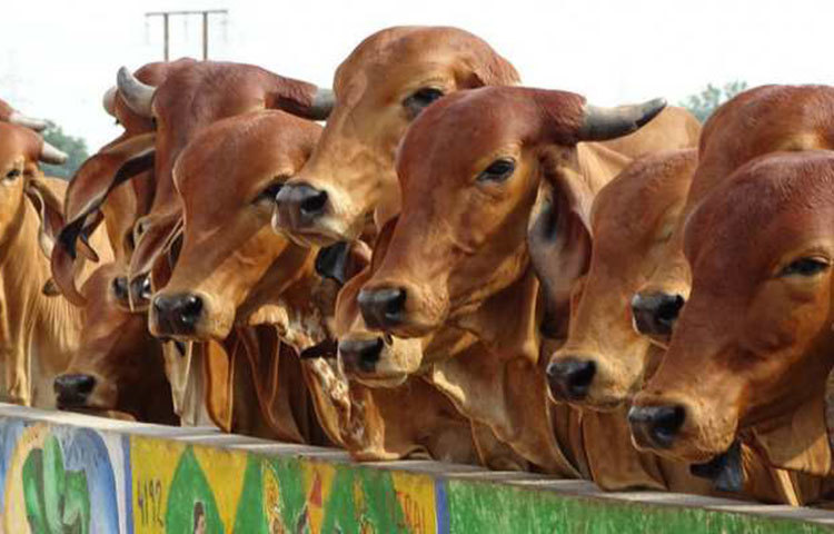 সম্প্রতি দিল্লি সরকার ঘোষণা করেছে গরুর জন্য খোলা হবে হোস্টেল। রাজ্যের প্রাণীসম্পদ দফতরের মন্ত্রী গোপাল রাই জানিয়েছেন, সরকার সরকার উন্নত ধরনের গোশালা তৈরি করার সিদ্ধান্ত নিয়েছে। এটিকে গরুর বৃদ্ধাশ্রম হিসেবেও ব্যবহার করা হবে।