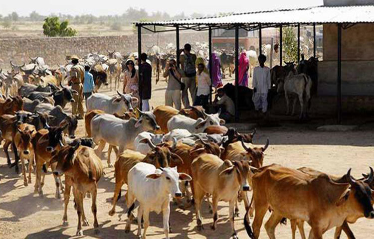 ২০১৮ বিধানসভা নির্বাচনের প্রচারে মধ্যপ্রদেশ কংগ্রেস ঘোষণা করেছে তারা রাজ্যে গরুদের জন্য একাধিক আশ্রয়ের ব্যবস্থা করবে। কংগ্রেসের ইস্তেহারেও রয়েছে সেই প্রতিশ্রুতি। কংগ্রেস জানিয়েছে বড় রাস্তার ধারে আহত গরুর জন্য ক্যাম্প করা হবে। এখানে তাদের নিয়মিত চিকৎসাও করা হবে।