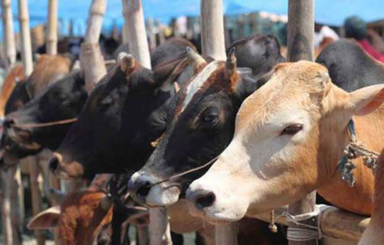 সূত্রের খবর রাজ্যে একটি গো কল্যাণ সেস চালু করছে যোগী সরকার। এরপরও টোল ট্যাক্স থেকে ০.৫ শতাংশ কেটে নেওয়া হবে গো কল্যাণে।