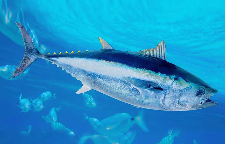 প্রায় ২২ কোটি টাকা খরচ করে একটি বিশালাকার টুনা মাছ কিনলেন জাপানের এক ব্যবসায়ী। জাপানের উত্তর উপকূলে কিছু দিন আগেই বিপন্ন প্রজাতির এই মাছটি ধরা পড়ে। তোয়োসু নামক টোকিওর একটি মাছের বাজারে নতুন বছরেই নিলামে উঠেছিল ২৭৮ কেজির এই মাছটি।