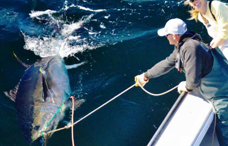 সুকিজির পাশাপাশি তোয়োসু বাজারেও শুরু হয়ে গিয়েছে নিলাম। সে বাজারের মালিক ইয়োশিহিকো ওটাকি বললেন, ‘নতুন বছরে টুনা মাছের নিলাম শুরু হয় এই তোয়োসু মার্কেট থেকেই। সুকিজির মতো এখানেও টুনা মাছের রমরমা বাজার।’
