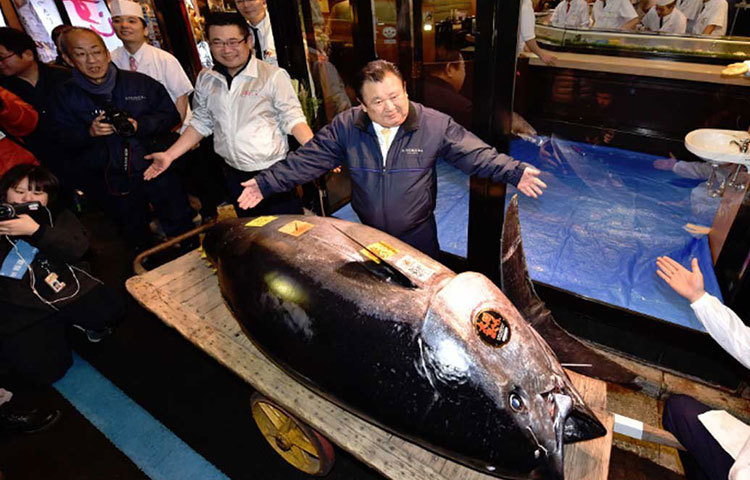 জাপানের ওই ব্যবসায়ীর নাম কিয়োশি কিমুরা। এর আগেও ২০১৩ সালে এরকমই একটি ‘কিং টুনা’ কিনে সকলকে তাক লাগিয়ে দিয়েছিলেন কিয়োশি। সে সময়ে তিনি প্রায় ১০ কোটি টাকা দিয়ে মাছটি কিনেছিলেন।