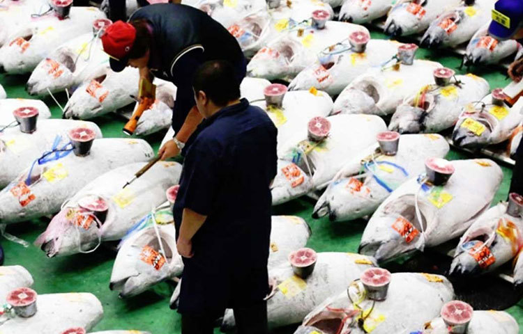 সুকিজি বিশ্বের নামকরা মাছের বাজারগুলোর একটি। ব্যস্ত এই মাছের বাজারকে ঘিরে রয়েছে একাধিক রেস্তরাঁ। এলাকায় ঢুঁ মারলেই কানে আসবে মাছের দর কষাকষির আওয়াজ। সুকিজি এখন পর্যটকদেরও ঘুরতে যাওয়ার জায়গা হয়ে গিয়েছে।