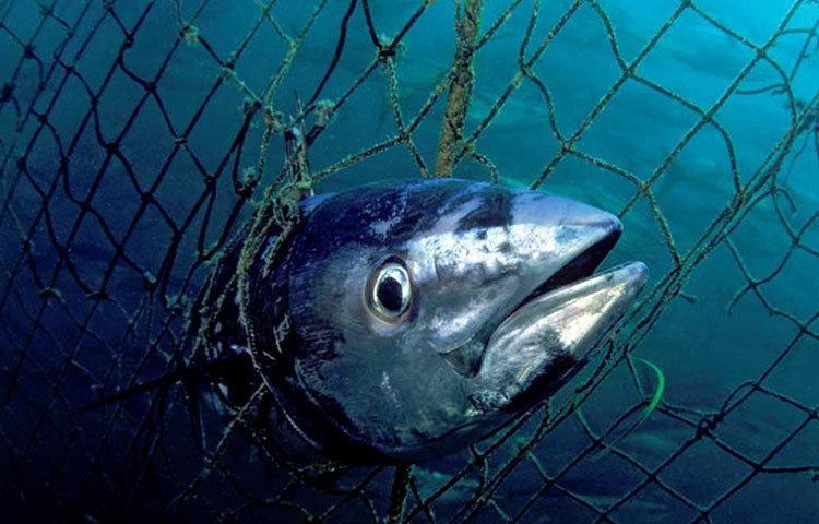 এই ব্লু ফিন টুনা মাছের ব্যবসা করে একটা বিরাট অংশের দিন গুজরান হয় জাপানে। জাপান, বিশেষত সুকিজির বাসিন্দারা টুনা মাছকে বলেন ‘কুরো মাগুরো’। তবে আজকাল জাপানেও এই টুনা মাছের অভাব। আর সেই কারণেই রেস্তরাঁগুলোতে টুনা মাছকে বলা হয় ‘ব্লাক ডায়মন্ড’।