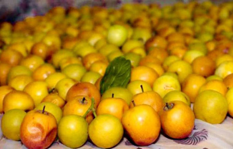 টক ফল : শরীরে ফাইবার বা আঁশের ঘাটতি মেটাতে ও ভিটামিন সির জোগান দিতে শীতের সময় বেশি করে টকজাতীয় ফল খেতে পারেন। কমলা, বরই, পেয়ারা হতে পারে ভিটামিন সির দারুণ উৎস।