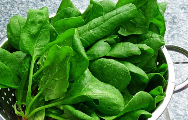 পালং : শীতে বাজারে পালং শাক প্রচুর পাবেন। রোগ প্রতিরোধ ক্ষমতা বাড়াতে ও শীতে সুস্থ থাকতে পালং শাক খেতে পারেন। পুষ্টিতে ভরপুর পালংয়ের অ্যান্টিঅক্সিডেন্ট ও ক্যানসারপ্রতিরোধী গুণের কারণে এটি ‘সুপারফুড’ হিসেবে পরিচিত।