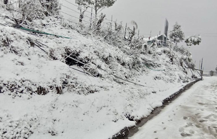 এ এক অন্যরকম প্রকৃতি। গাছগাছালিও বরফে ঢাকা।