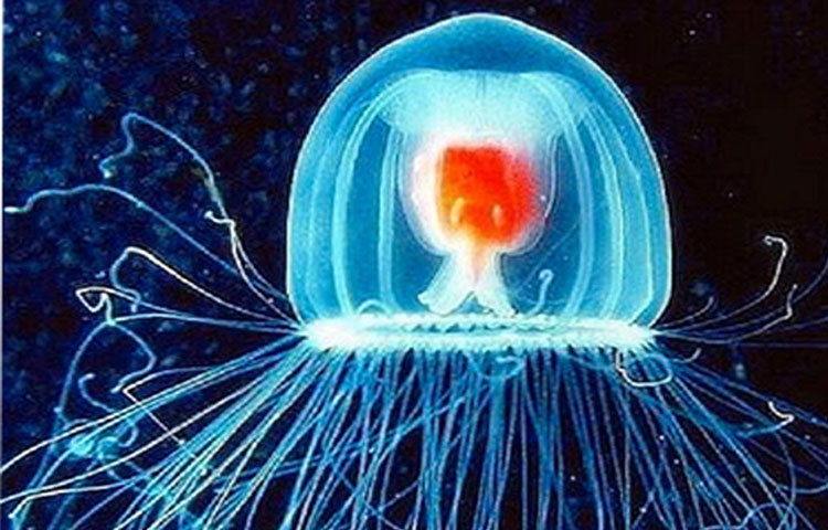 ব্যাকওয়ার্ড এজিং জেলিফিশ। প্রাণীবিদদের কাছে যার পরিচয় টারিটোপসিস ডোরনি। একটি বিশেষ বৈশিষ্ট্যের জন্য জেলিফিশের এই ক্ষুদ্র প্রজাতিকে 'অমর জেলিফিশ' নামে চিহ্নিত করা হয়ে থাকে।