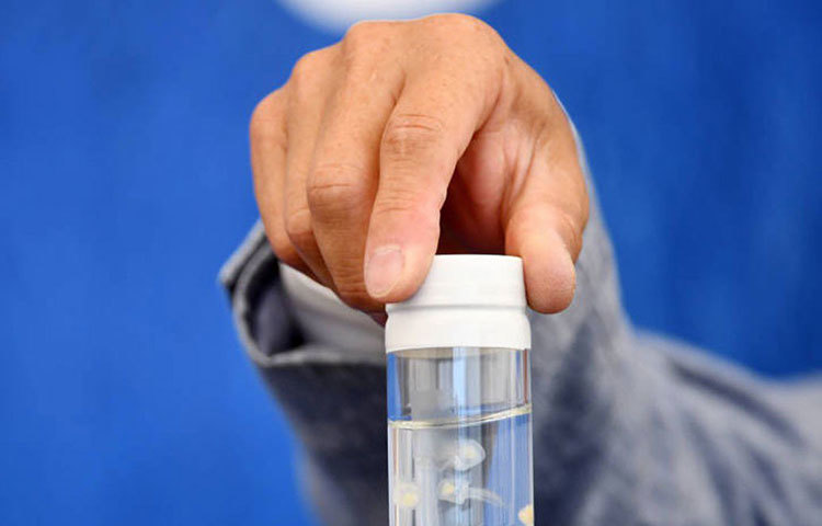 এই জেলিফিশগুলো মূলত ভূমধ্যসাগর ও জাপানের সমুদ্রে দেখা যায়। জাপানের কিয়োতো বিশ্ববিদ্যালয়ের গবেষকরা এই জেলিফিশ নিয়ে গবেষণা করছেন।