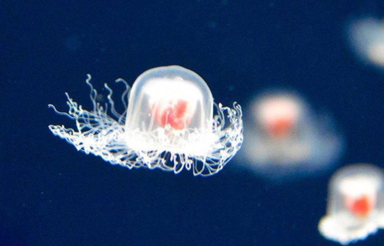 চারপাশে মিউকাস মেমব্রেন তৈরি করে গুটি বাঁধে পলিপের আকারে। এই পলিপ অবস্থায় এরা তিন দিন পর্যন্ত থাকে। আর এভাবেই কমিয়ে দেয় বয়স।