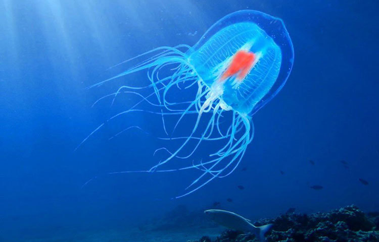 এর মধ্যে শরীরের সব কোষকে নতুন কোষে রূপান্তর করে জেলিফিশটি, আর বয়স একদম কমিয়ে ফেলে। এভাবেই বারবার নিজেকে রূপান্তরের মাধ্যমে এরা বার্ধক্যকে ঠেকিয়ে রাখে। তবে এ নিয়ে বিজ্ঞানীদের মধ্যে মত পার্থক্য রয়েছে।