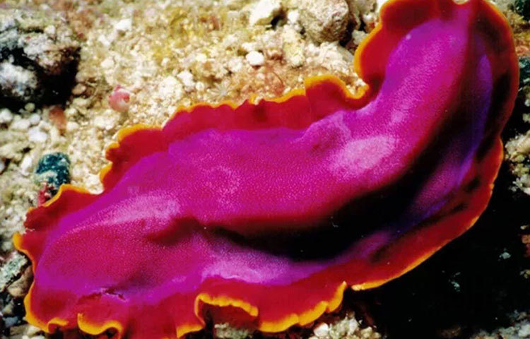 আমেরিকার ম্যাসাচুটেসের অ্যাবভিয়ের বিজ্ঞানীকে রায় সরকার বলেন, ‘অমর বলতে, কোষের রূপান্তরের মাধ্যমে এরা নিজেদের বয়সকে পিছিয়ে দিতে পারে বলা যায়। সে দিক থেকে রিজেনারেটিং ফ্ল্যাটওয়ার্মও অমর। এদের শরীরের কোনও অংশ কেটে দু-টুকরো করে দিলে দুটো পৃথক ফ্ল্যাটওয়ার্ম তৈরি হয়ে যায়। শরীরের বয়স হলেও স্টাডি টার্টলদের ক্ষেত্রেও অর্গ্যানের বয়স কিন্তু বাড়ে না।”