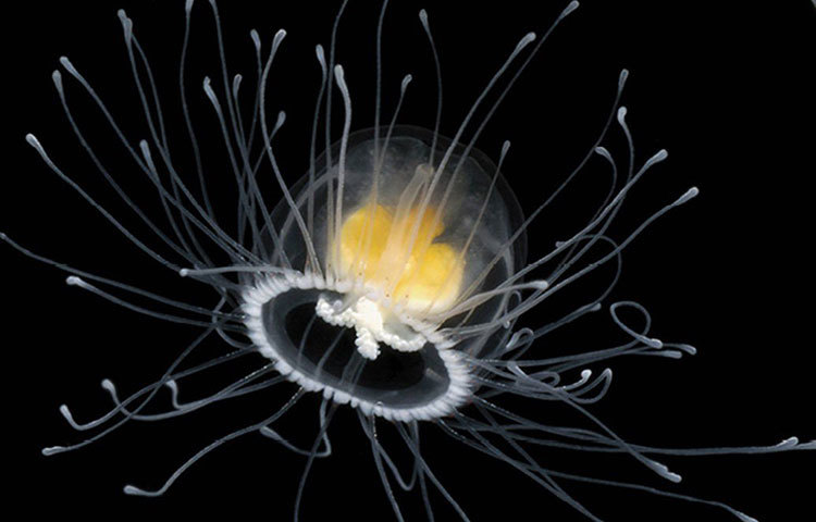 অন্য কোনো বড় মাছ এদের খেয়ে ফেললে কিংবা হঠাৎ বড় কোনো রোগে আক্রান্ত হলে অবশ্য মারা যায়। কিন্তু বয়স বেড়ে যাওয়ার কারণে মৃত্যু এদের হয় না।