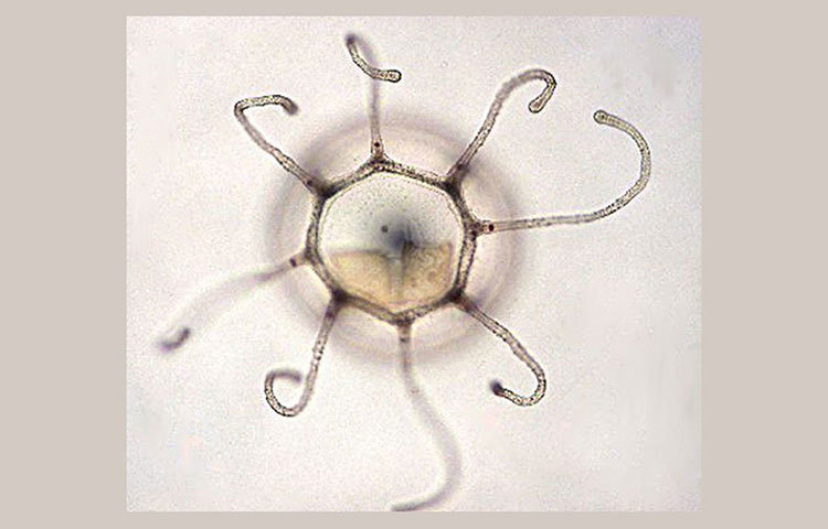 কোষ পরিবর্তনের ক্ষমতা কিন্তু পূর্ণবয়স্ক না হলে আসে না। বংশবিস্তারের ক্ষমতা সম্পন্ন জেলিফিশগুলোই একমাত্র অমর, এমনটাই দাবি করেছেন বিজ্ঞানীরা।